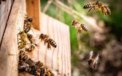Without bees, there will be no food, no life, no future
