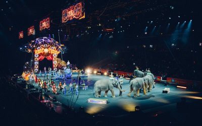 Liberate the animals forcibly performing in circus rings