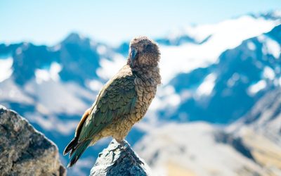 Understanding and protecting all our feathered friends