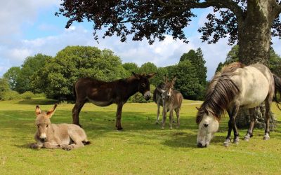 Relocate distressed horses and donkeys to sanctuaries