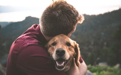 Community resource for lost, found and adoptable pets