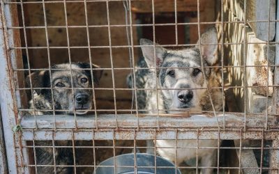 Speed up pet adoptions and give them a second chance