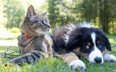Help homeless cats and dogs stuck in rescue shelters
