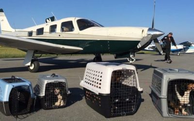 Going the extra flying mile to find better forever homes