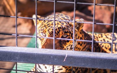 Clear out zoos and release wild animals from captivity